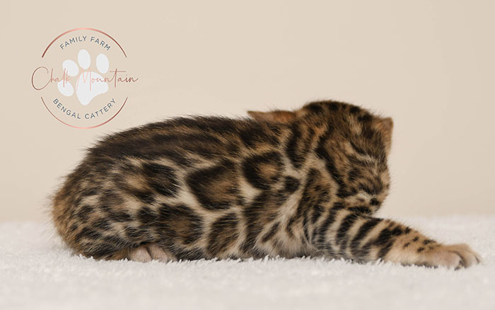 Bengal kitten for sale